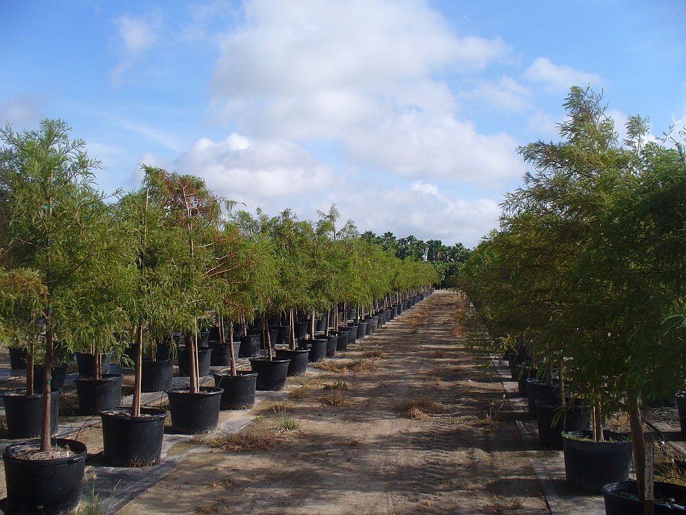 taxodium-distichum-bald-cypress