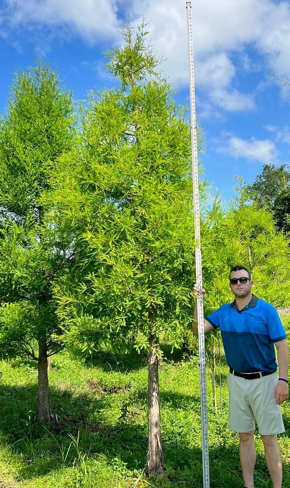 taxodium-distichum-bald-cypress