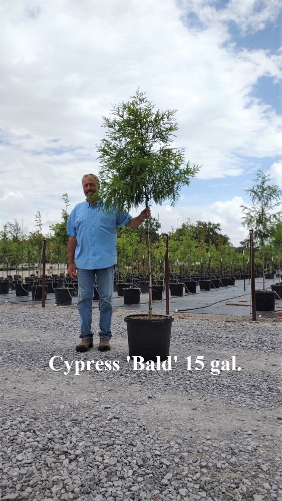taxodium-distichum-bald-cypress