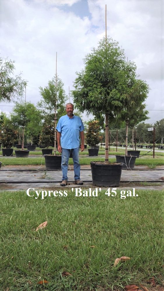 taxodium-distichum-bald-cypress