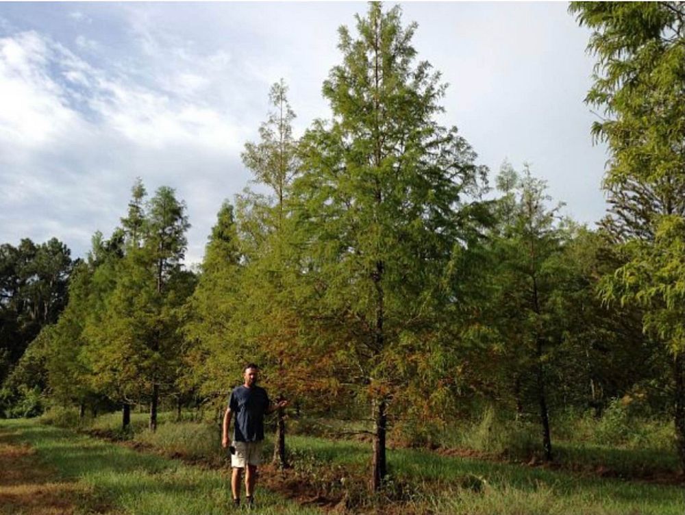 taxodium-distichum-bald-cypress