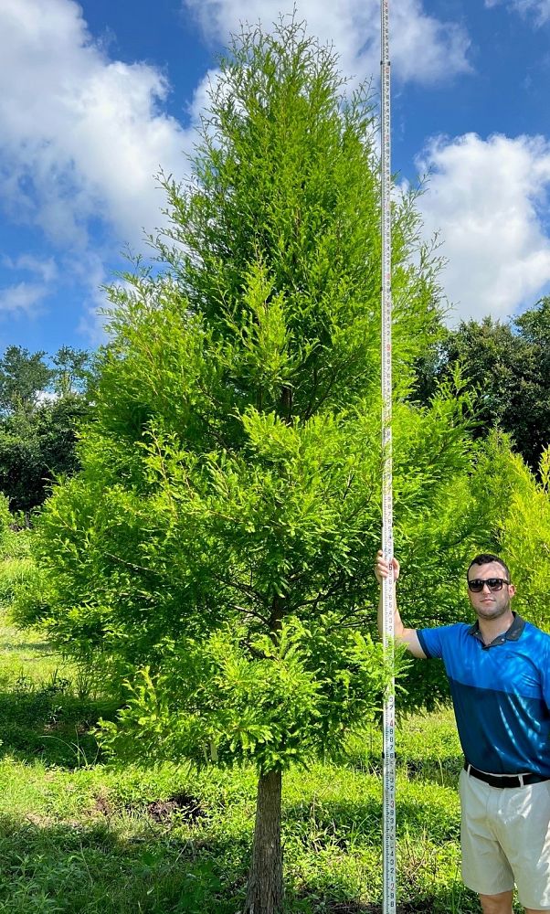 taxodium-distichum-bald-cypress