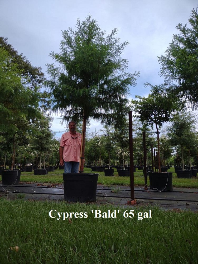 taxodium-distichum-bald-cypress