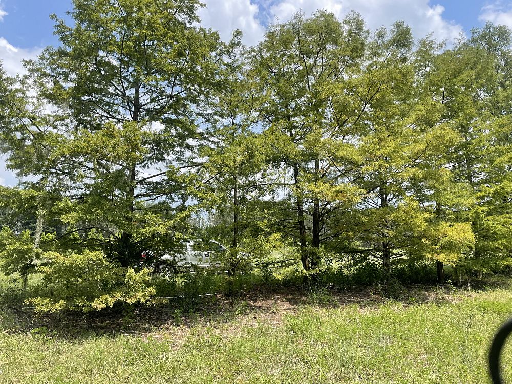 taxodium-distichum-bald-cypress