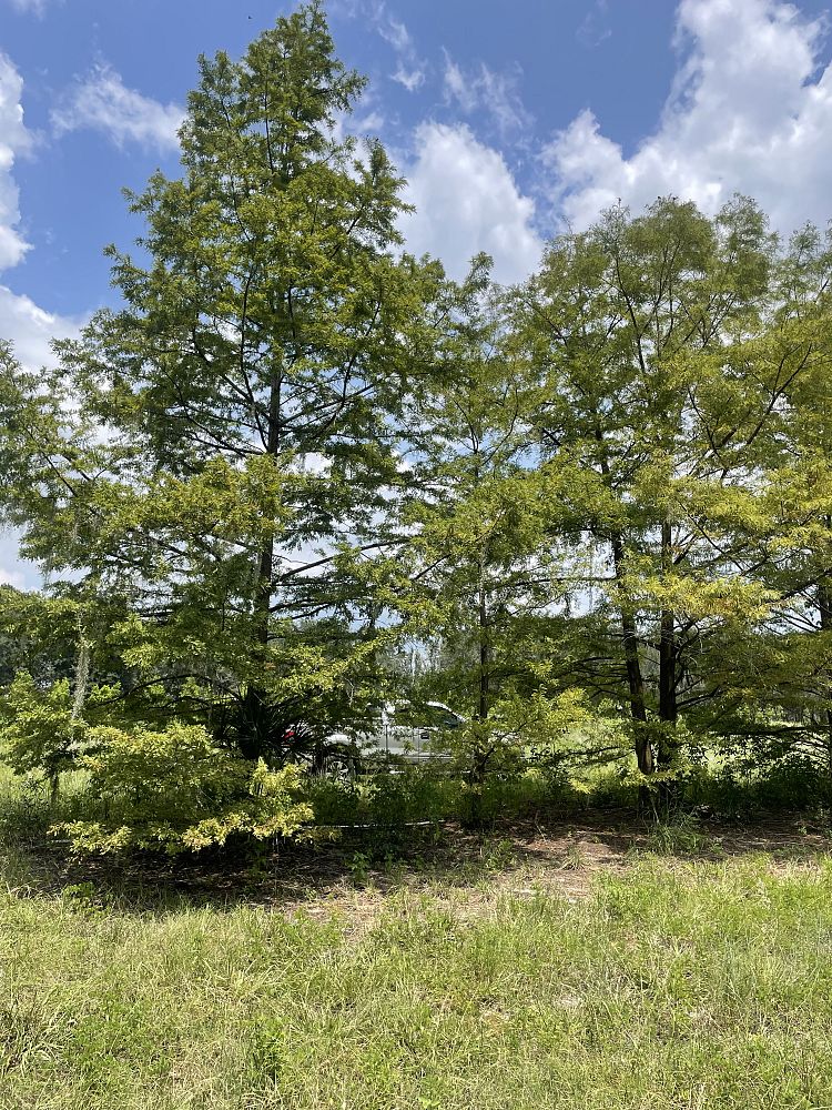 taxodium-distichum-bald-cypress