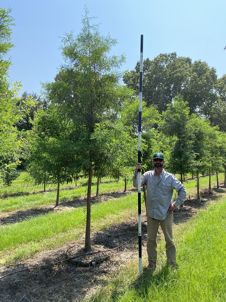 taxodium-distichum-bald-cypress