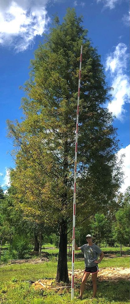 taxodium-distichum-bald-cypress