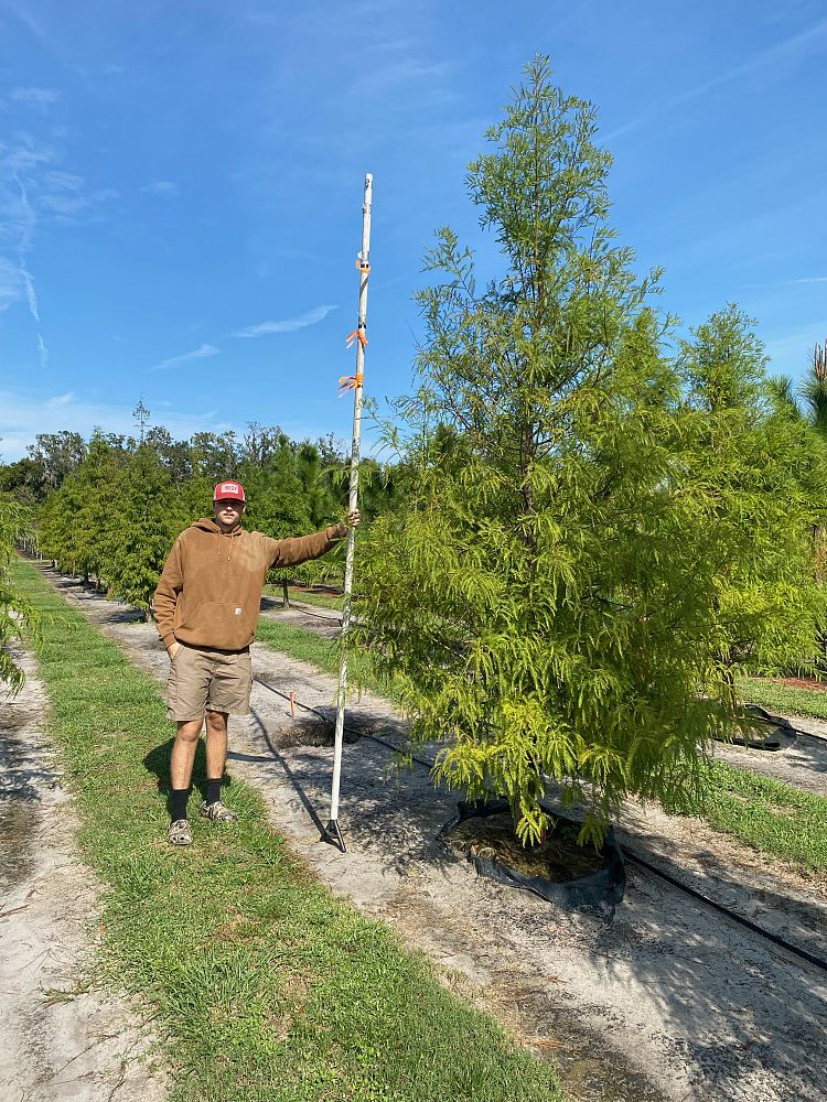 taxodium-distichum-bald-cypress