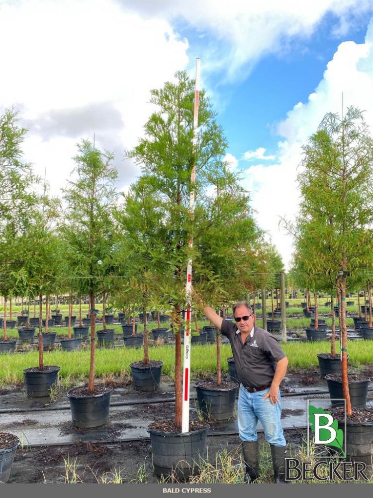 taxodium-distichum-bald-cypress