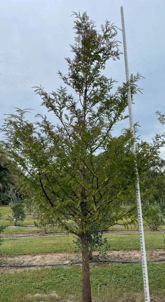 taxodium-distichum-bald-cypress
