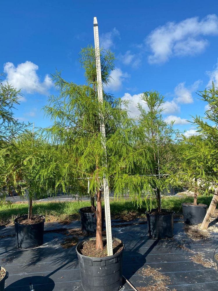 taxodium-distichum-bald-cypress