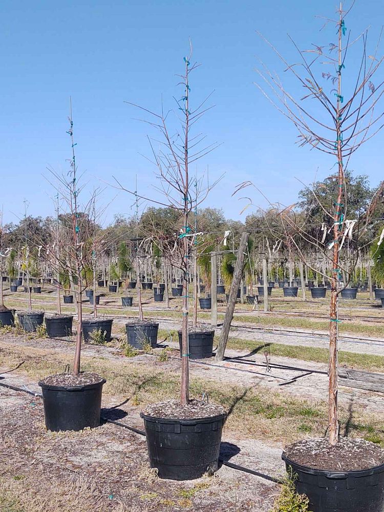 taxodium-distichum-bald-cypress