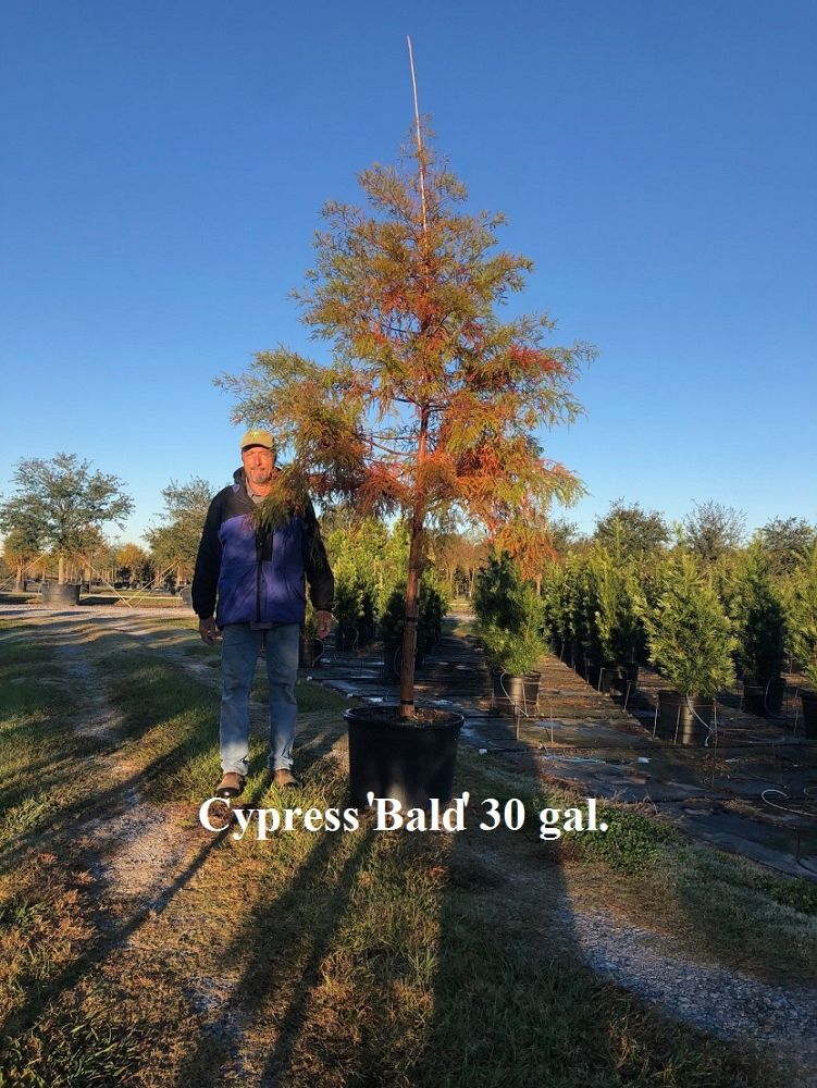 taxodium-distichum-bald-cypress