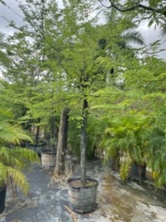 taxodium-distichum-bald-cypress