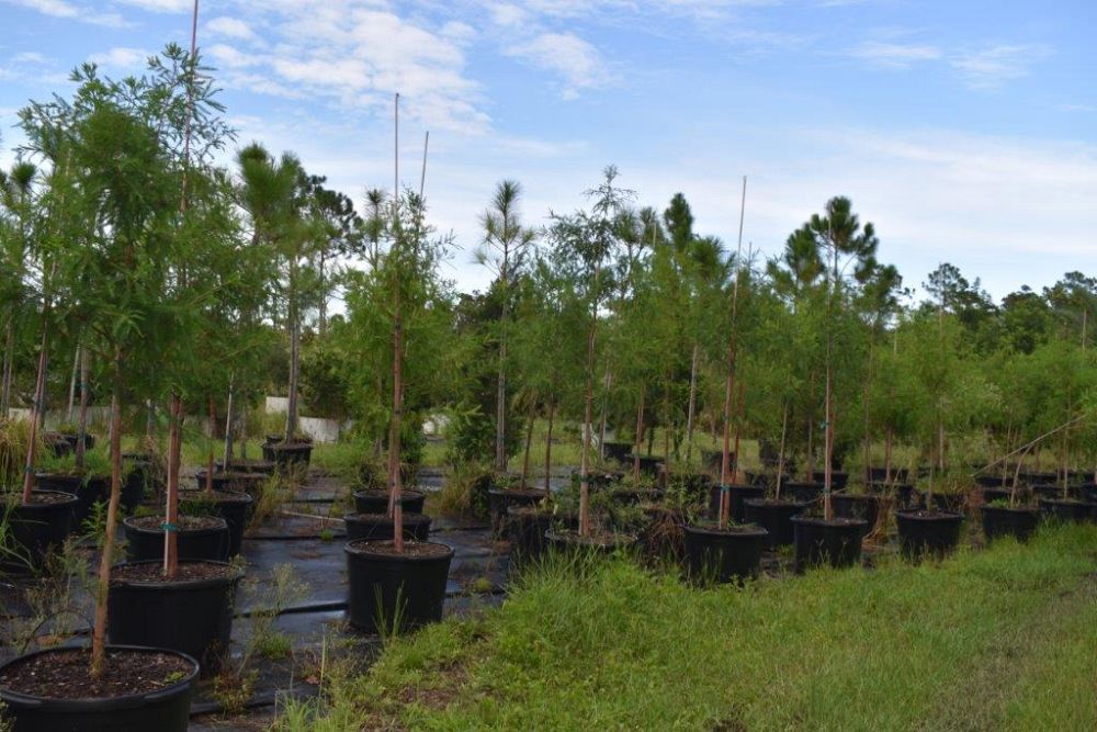 taxodium-distichum-bald-cypress