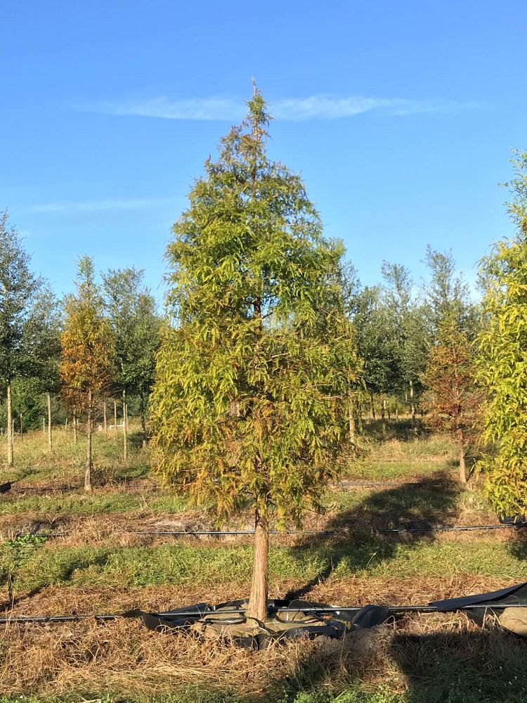 taxodium-distichum-bald-cypress