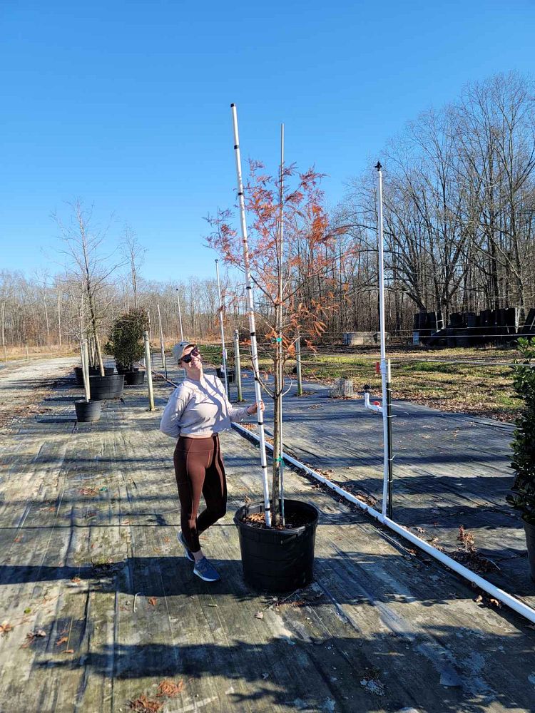 taxodium-distichum-bald-cypress