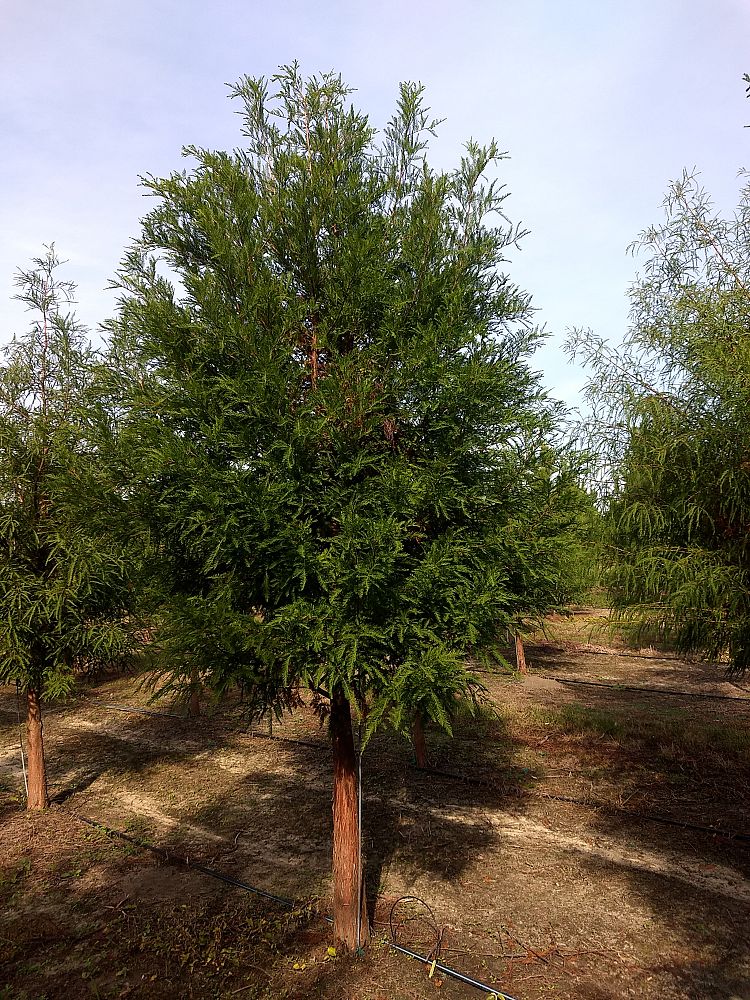 taxodium-distichum-bald-cypress