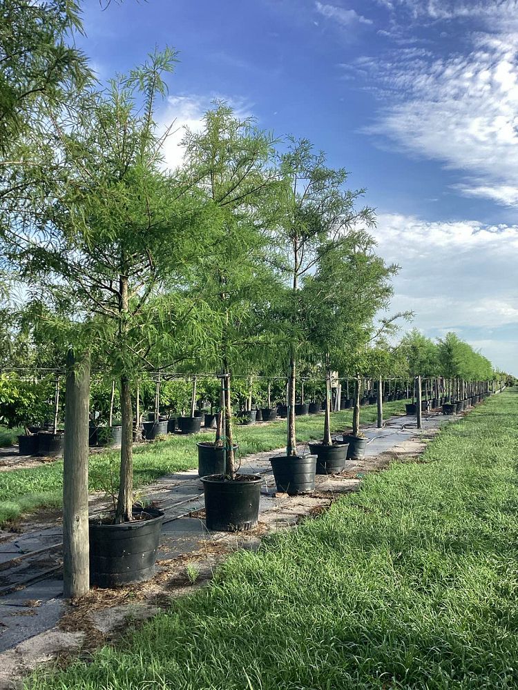 taxodium-distichum-bald-cypress