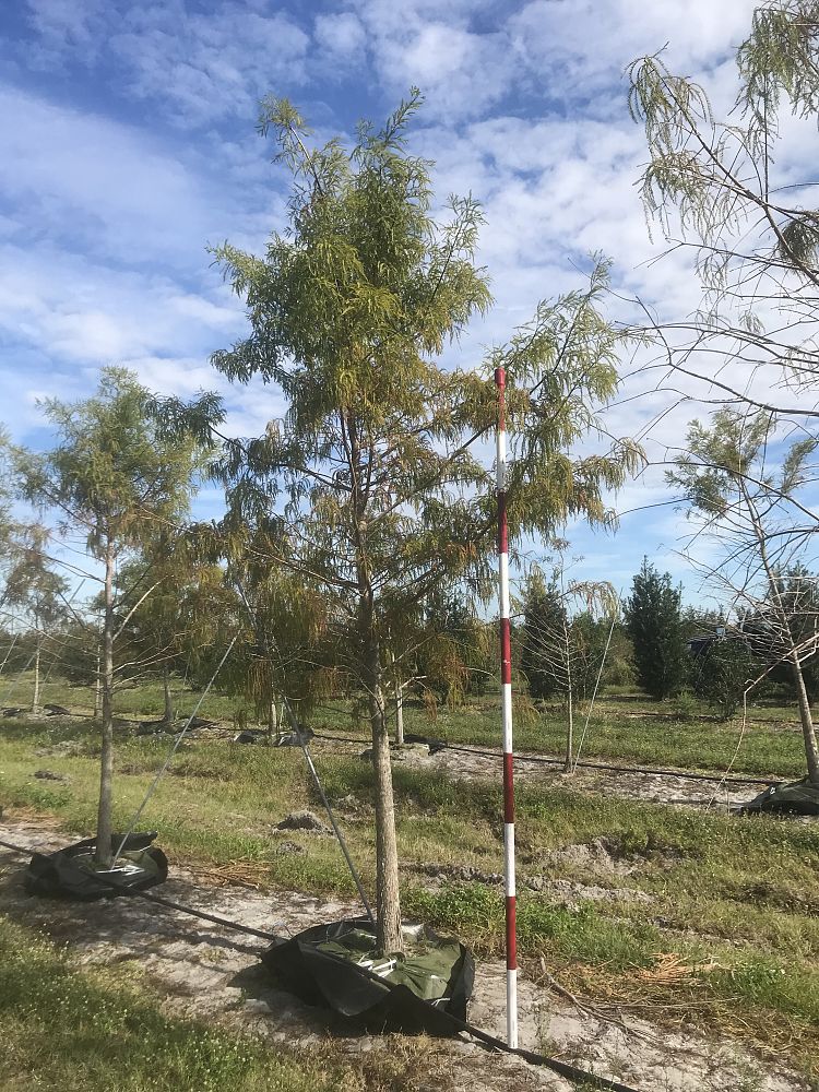 taxodium-distichum-bald-cypress