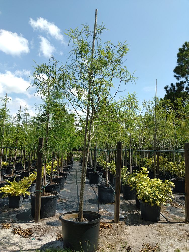 taxodium-distichum-bald-cypress