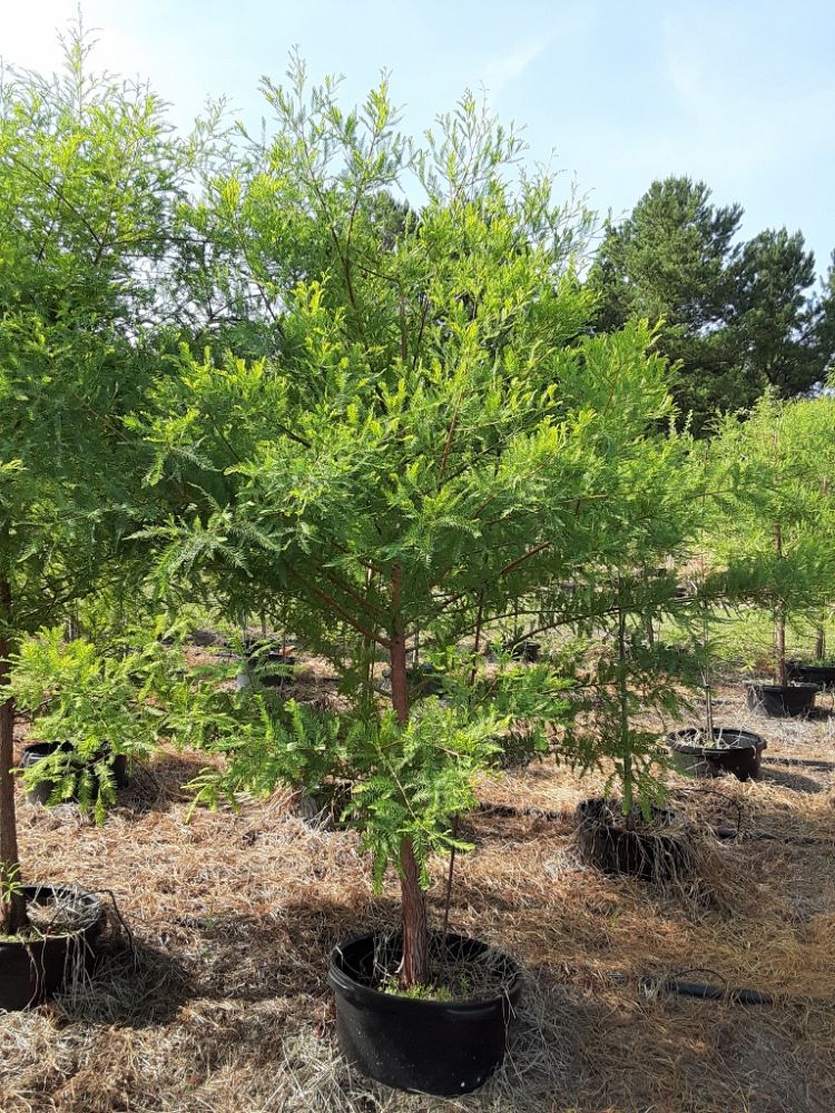 taxodium-distichum-bald-cypress