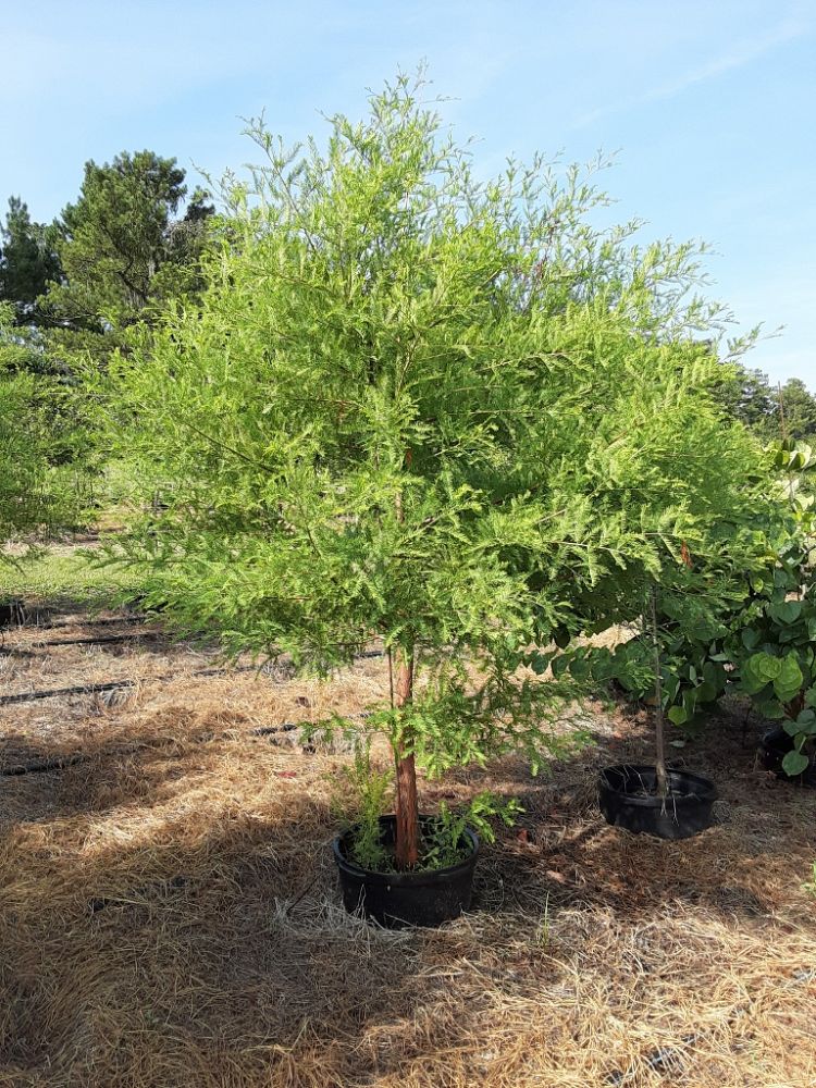 taxodium-distichum-bald-cypress