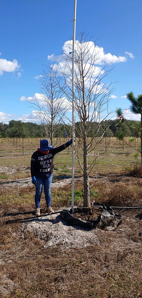 taxodium-distichum-bald-cypress