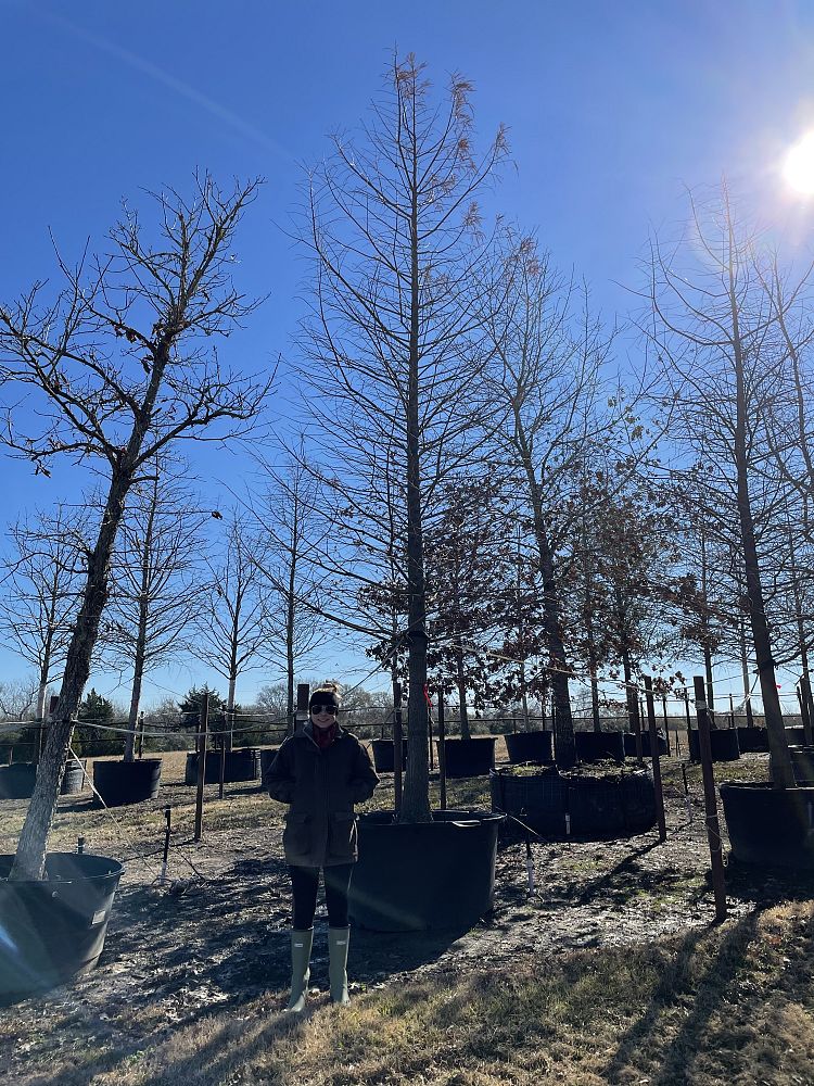 taxodium-distichum-bald-cypress