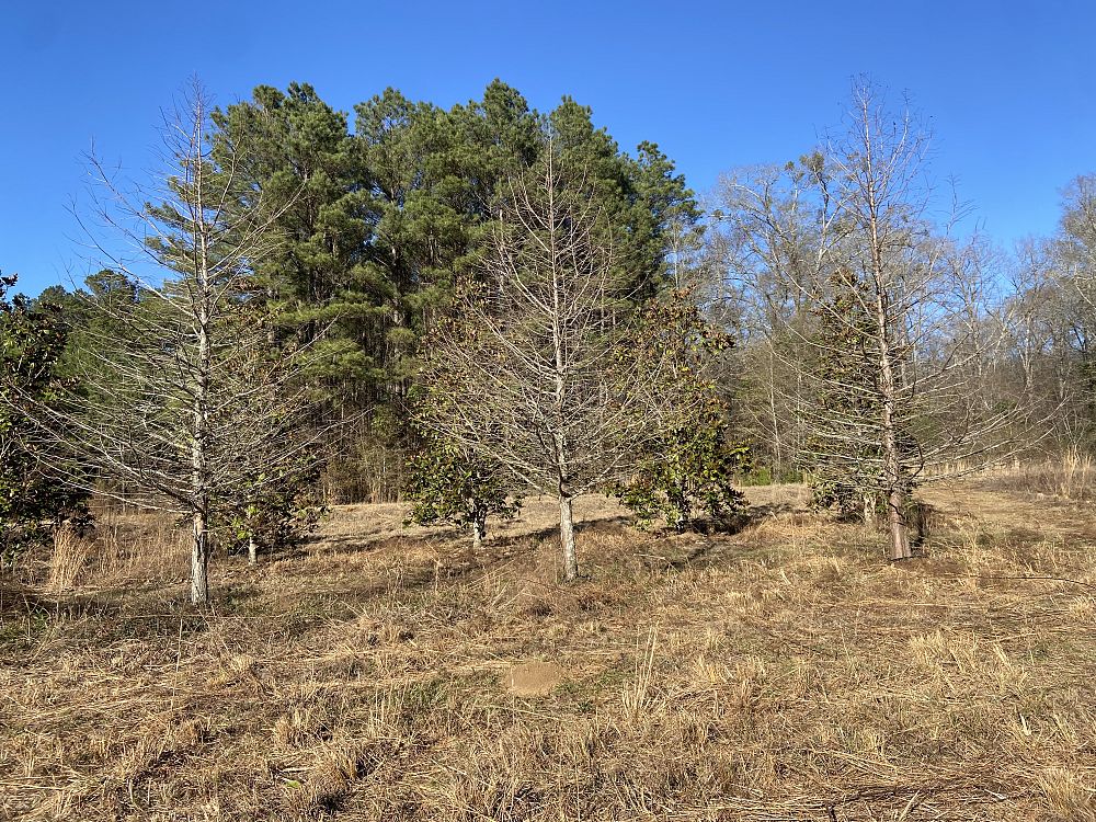 taxodium-distichum-bald-cypress
