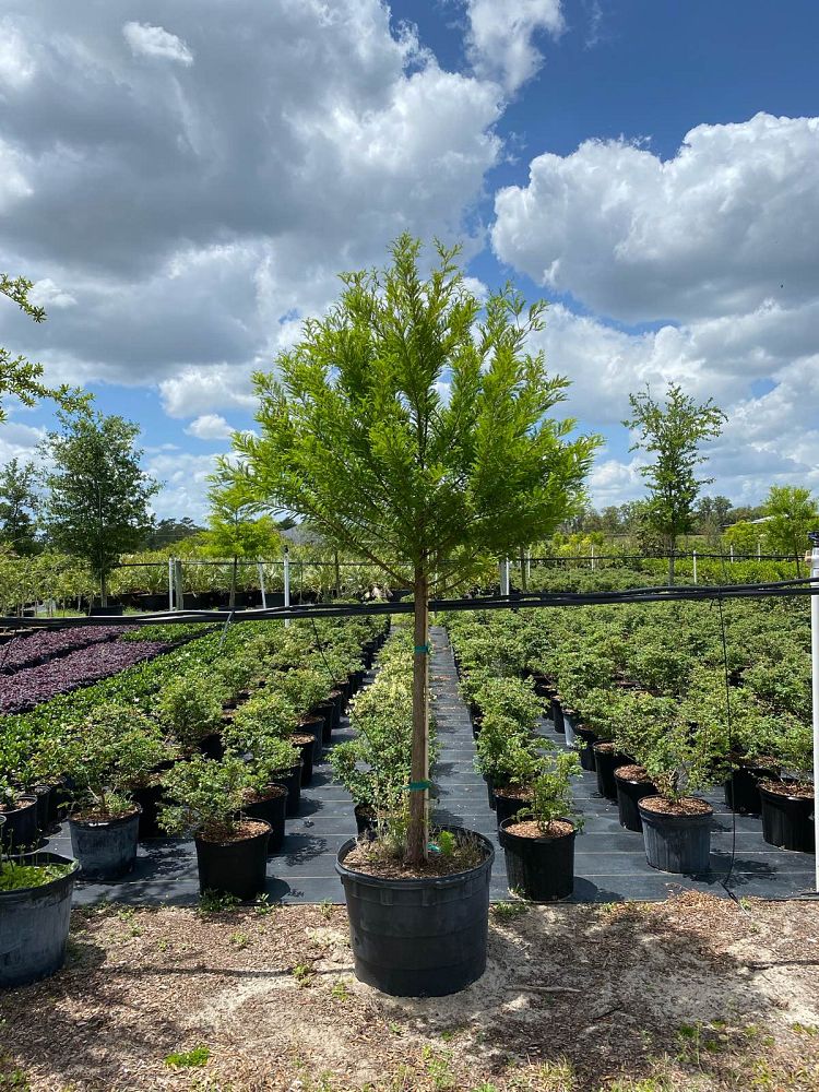 taxodium-distichum-bald-cypress