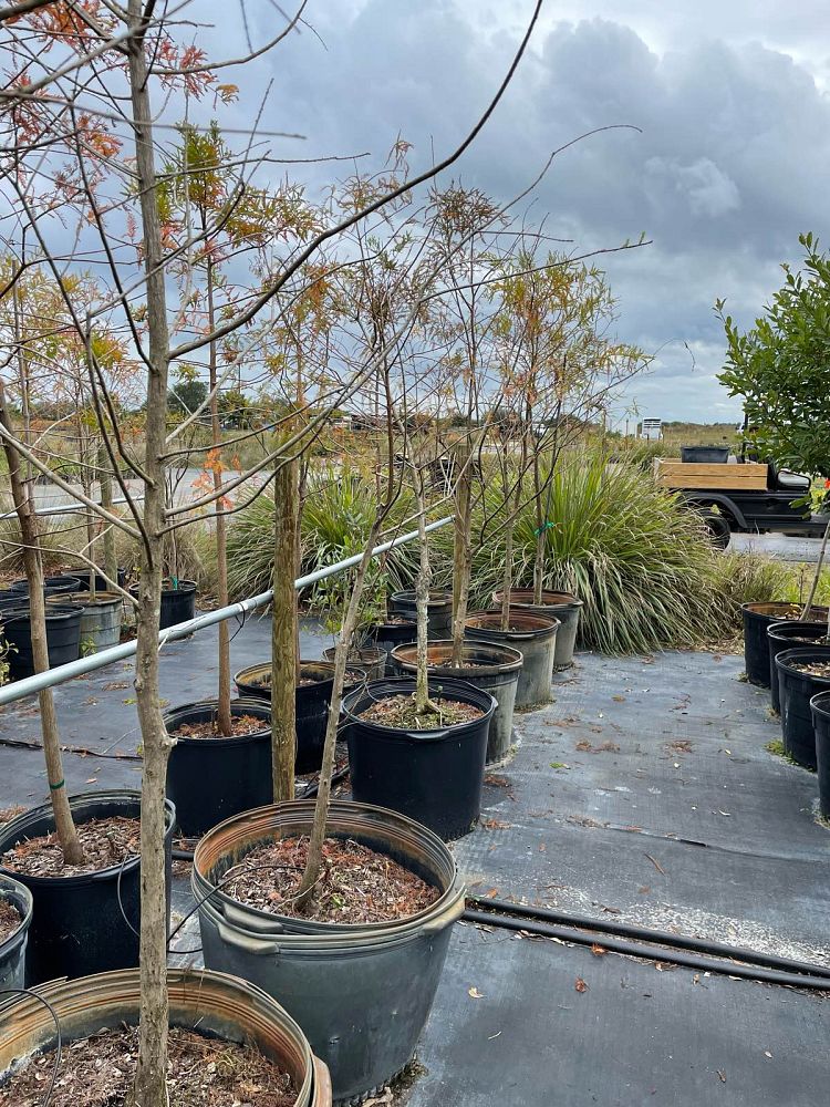 taxodium-distichum-bald-cypress
