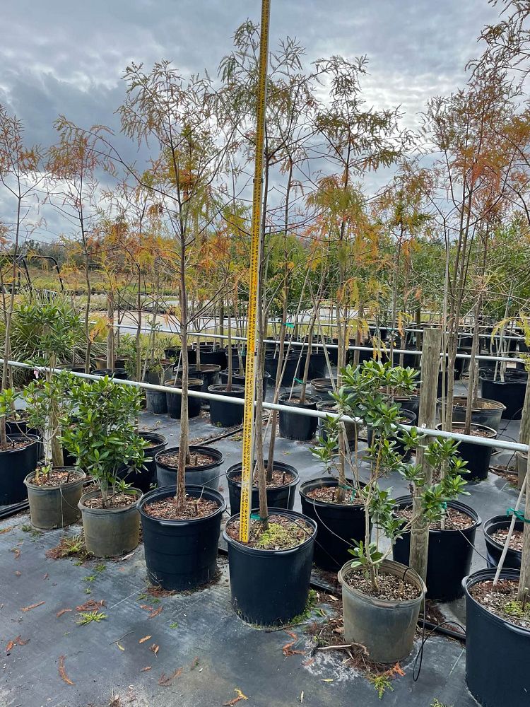 taxodium-distichum-bald-cypress
