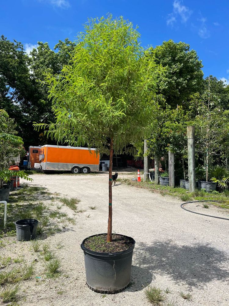 taxodium-distichum-bald-cypress