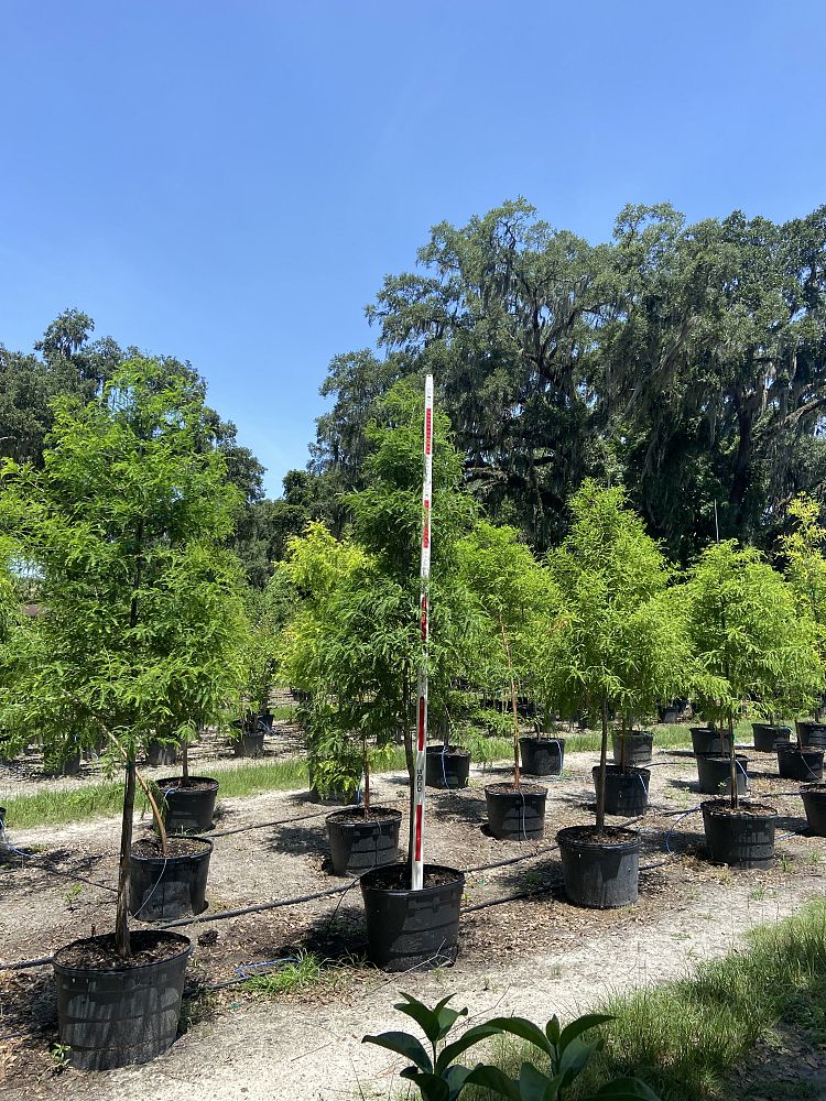 taxodium-distichum-bald-cypress