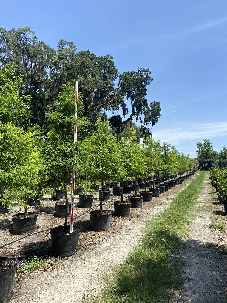 taxodium-distichum-bald-cypress