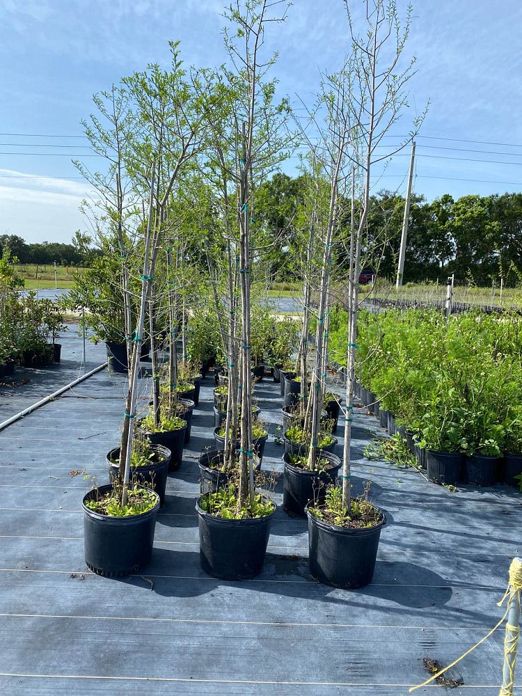 taxodium-distichum-bald-cypress