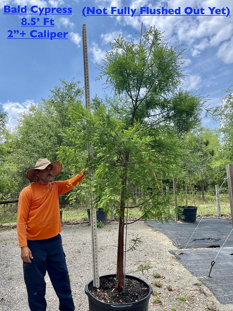 taxodium-distichum-bald-cypress