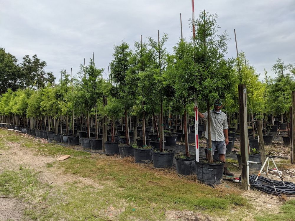 taxodium-distichum-bald-cypress