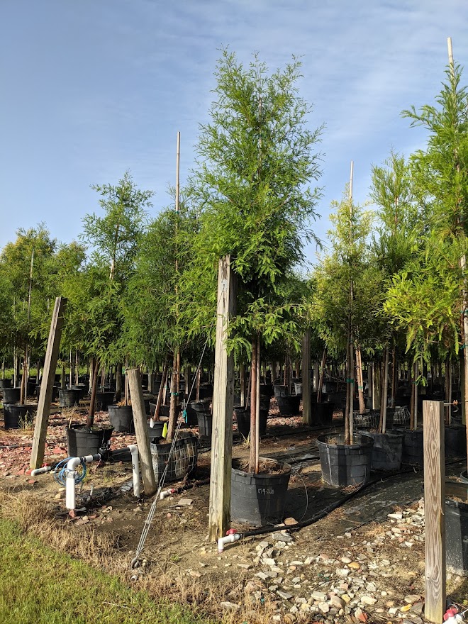 taxodium-distichum-bald-cypress