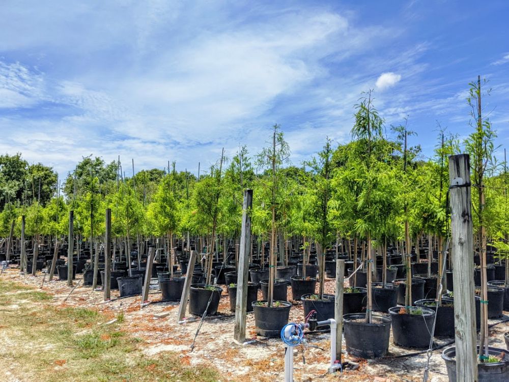 taxodium-distichum-bald-cypress