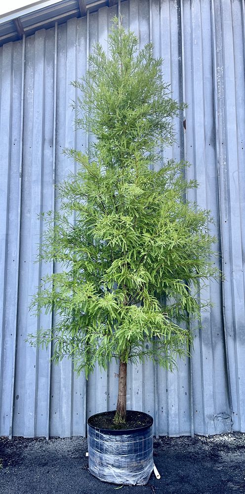 taxodium-distichum-bald-cypress