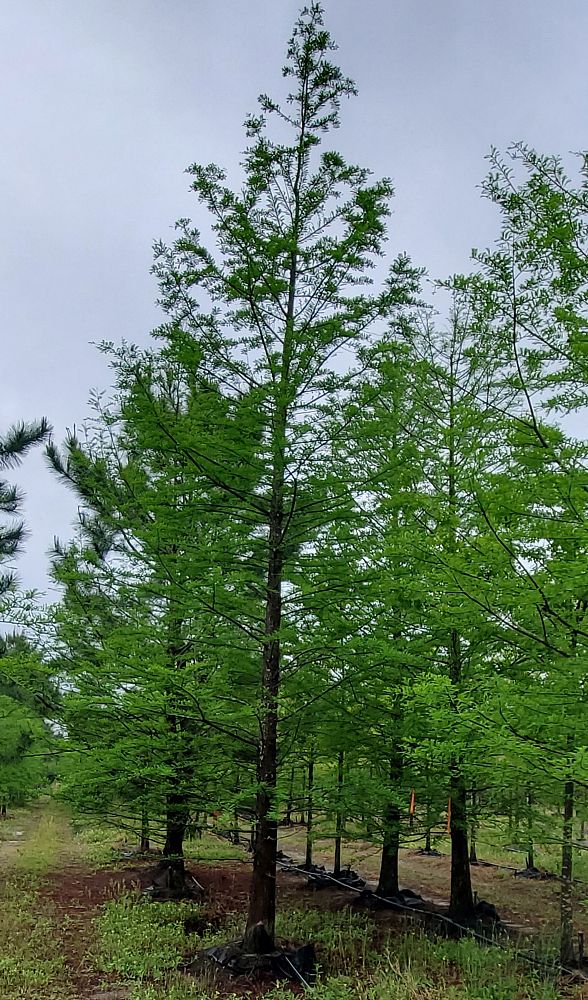 taxodium-distichum-bald-cypress