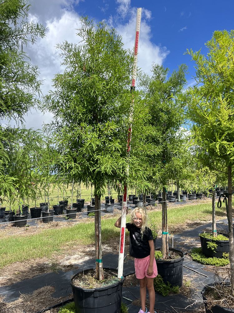 taxodium-distichum-bald-cypress