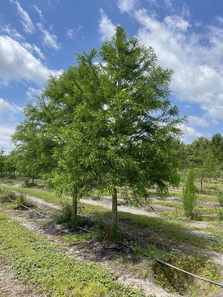 taxodium-distichum-bald-cypress
