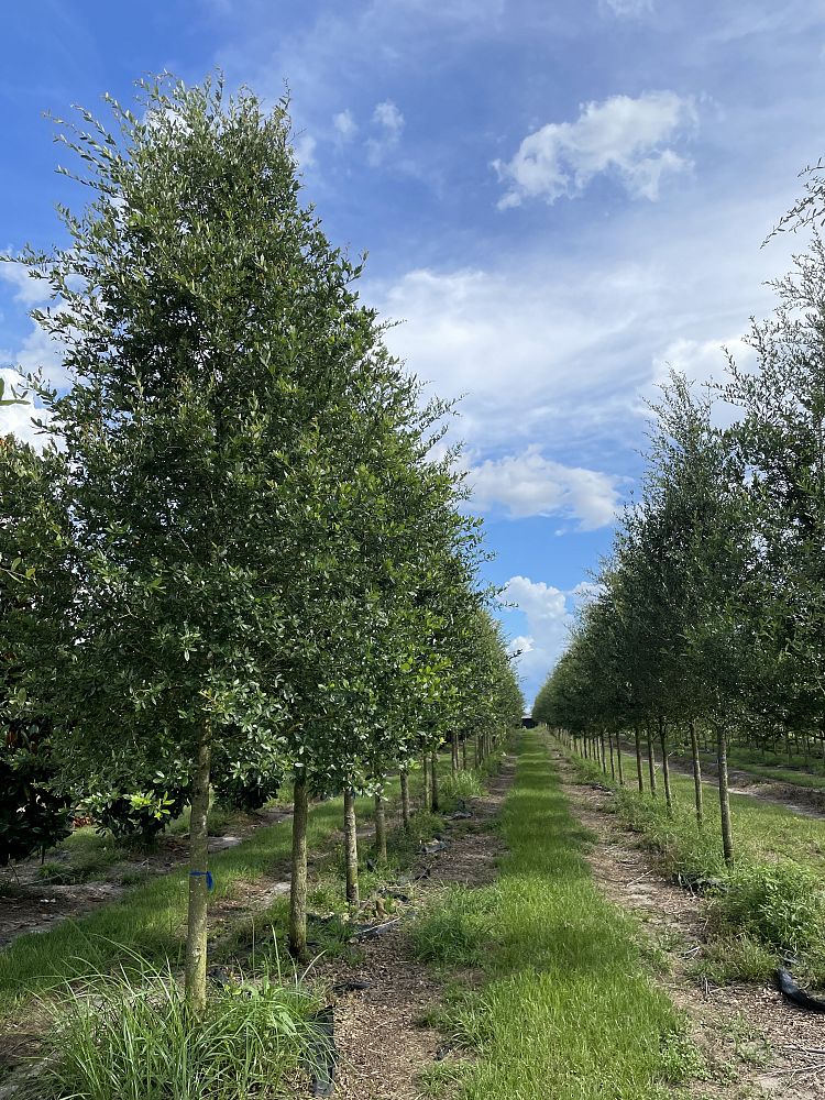 taxodium-distichum-bald-cypress