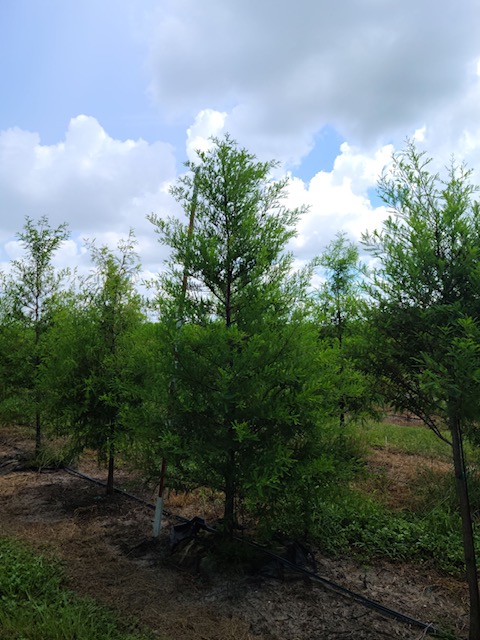 taxodium-distichum-bald-cypress