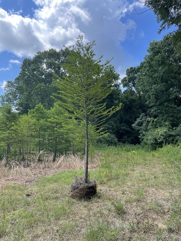 taxodium-distichum-bald-cypress