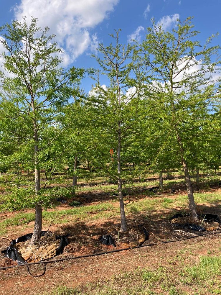 taxodium-distichum-bald-cypress
