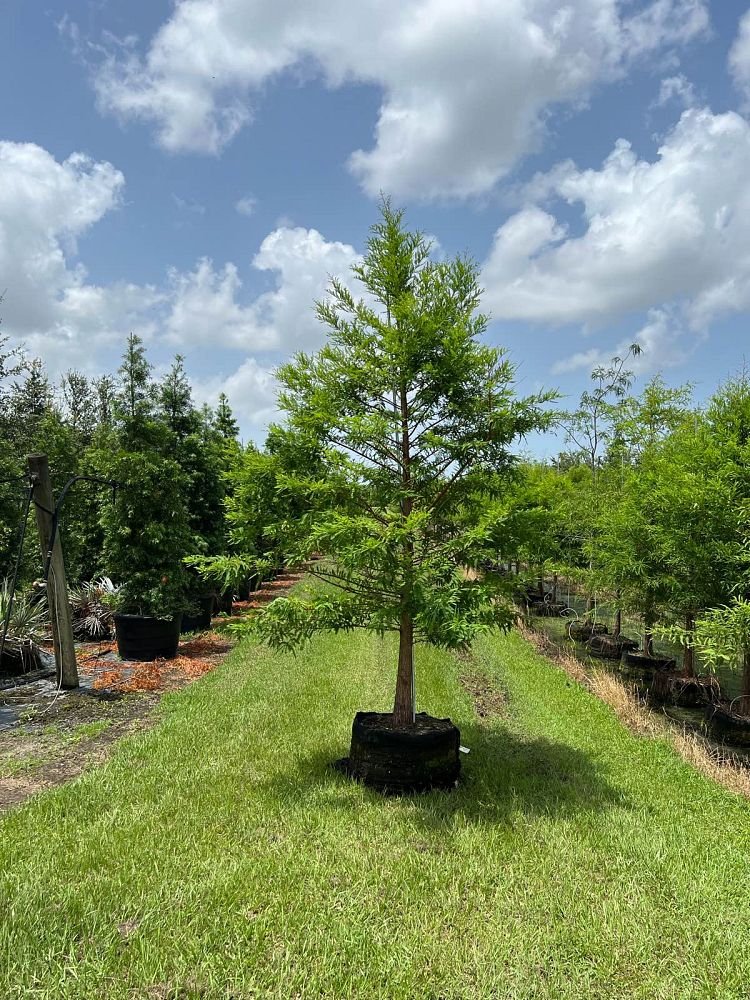 taxodium-distichum-bald-cypress